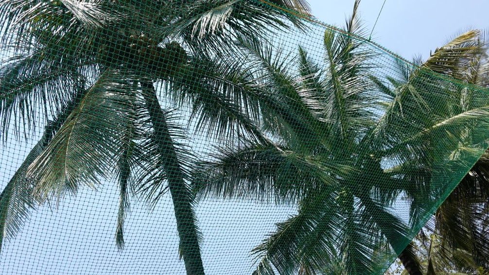 Coconut Tree Nets