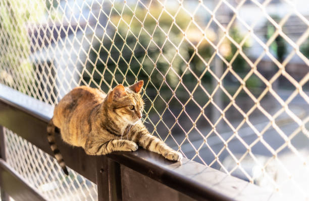 Pet safety net installation