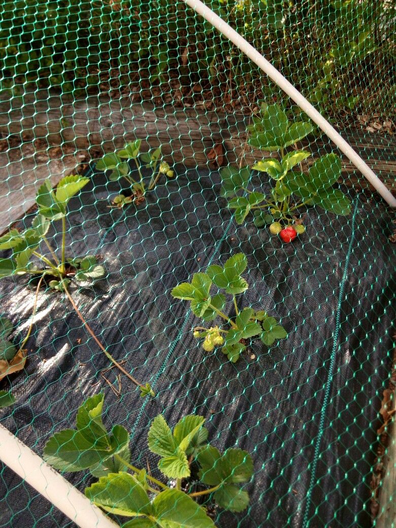 Balcony safety nets installation in Bangalore by Divi Safety Nets