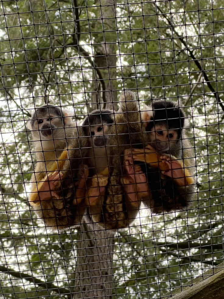 Monkey Safety Nets