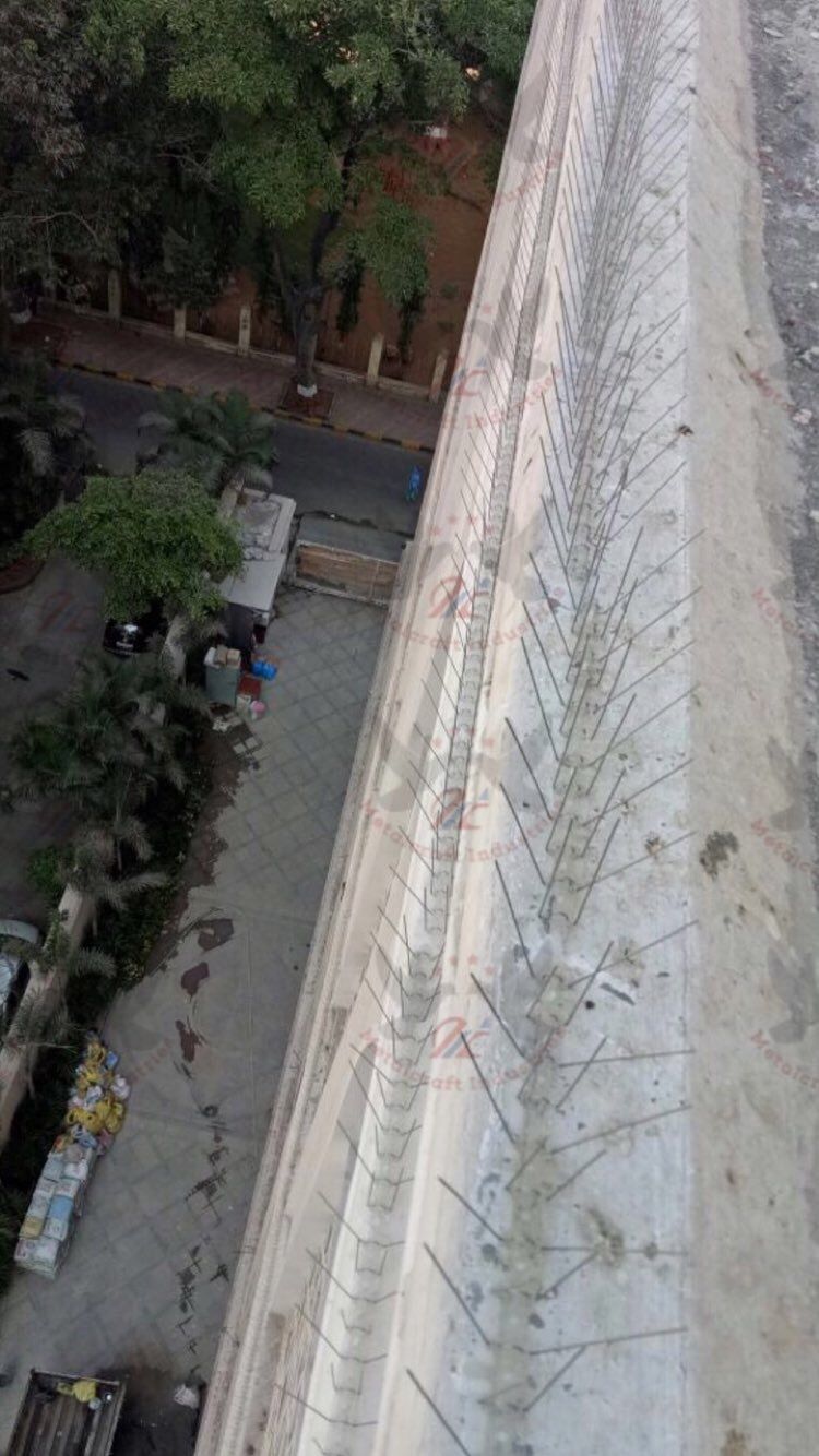 Bird spikes installation for pigeon control
